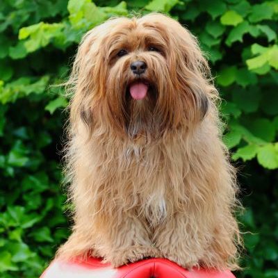 Hond Zoë praktijkhond