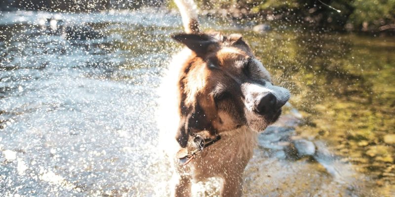Hond in het water